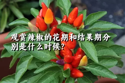 观赏辣椒的花期和结果期分别是什么时候？