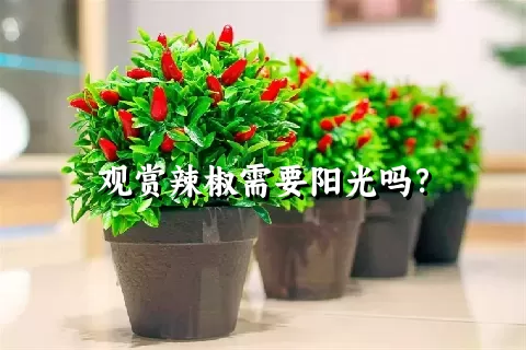 观赏辣椒需要阳光吗？