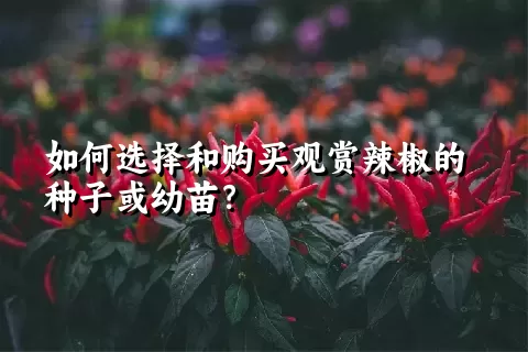 如何选择和购买观赏辣椒的种子或幼苗？