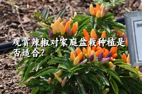 观赏辣椒对家庭盆栽种植是否适合？