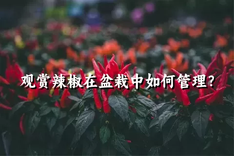 观赏辣椒在盆栽中如何管理？