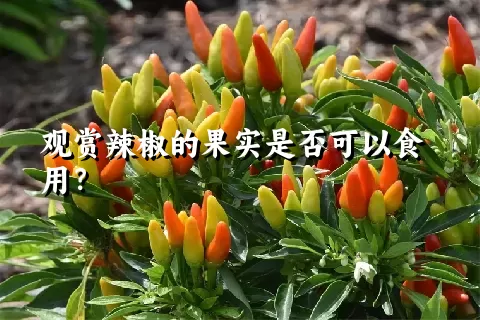 观赏辣椒的果实是否可以食用？