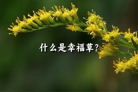 什么是幸福草？