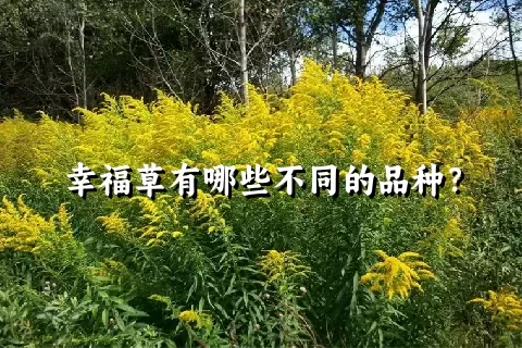 幸福草有哪些不同的品种？