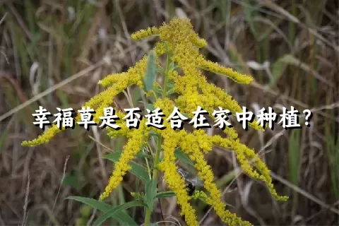 幸福草是否适合在家中种植？