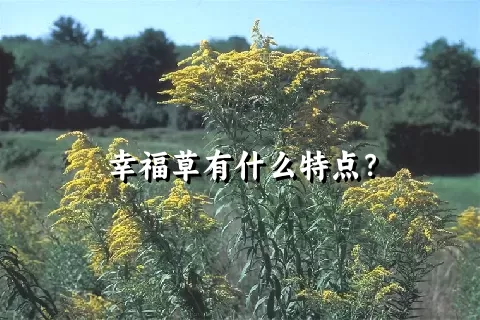 幸福草有什么特点？