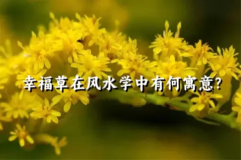 幸福草在风水学中有何寓意？