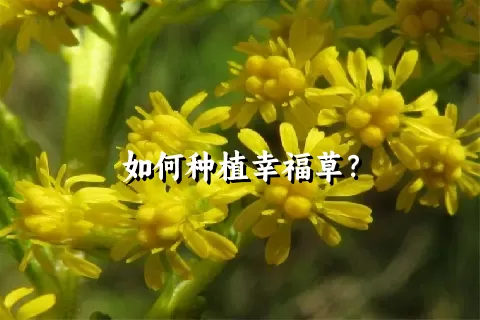 如何种植幸福草？