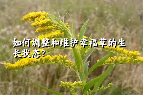 如何调整和维护幸福草的生长状态？