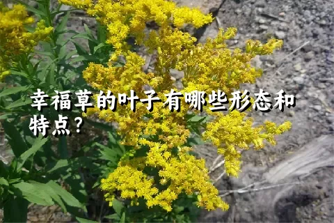 幸福草的叶子有哪些形态和特点？