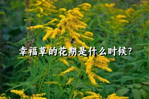 幸福草的花期是什么时候？