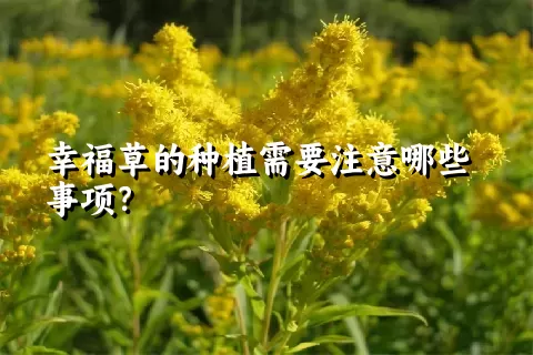 幸福草的种植需要注意哪些事项？