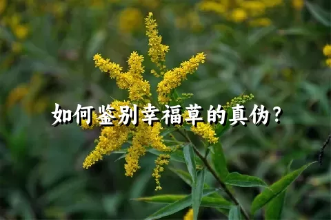 如何鉴别幸福草的真伪？