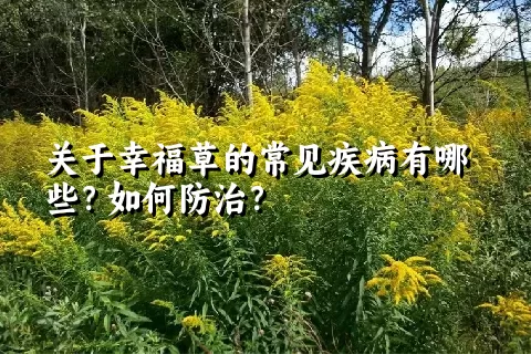 关于幸福草的常见疾病有哪些？如何防治？