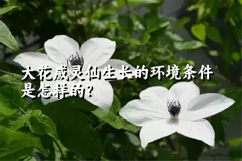 大花威灵仙生长的环境条件是怎样的？