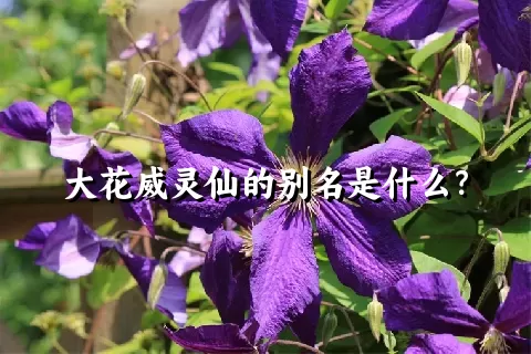 大花威灵仙的别名是什么？