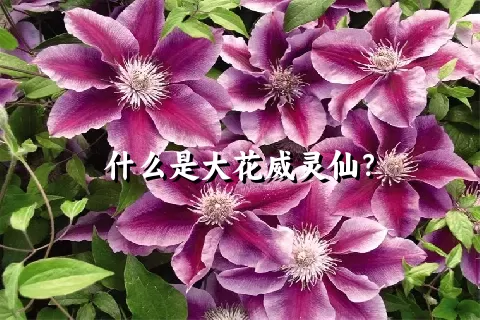 什么是大花威灵仙？