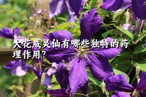 大花威灵仙有哪些独特的药理作用？