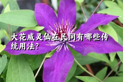 大花威灵仙在民间有哪些传统用法？