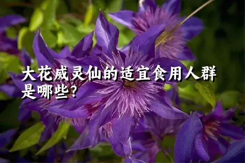 大花威灵仙的适宜食用人群是哪些？