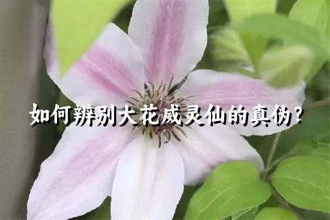 如何辨别大花威灵仙的真伪？