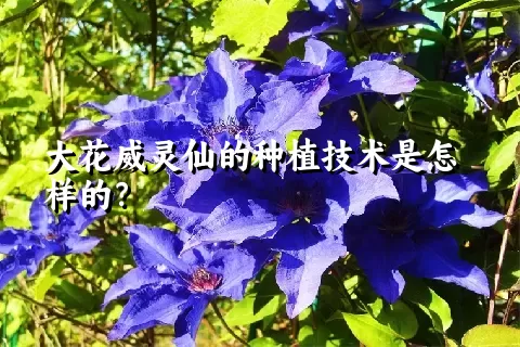 大花威灵仙的种植技术是怎样的？