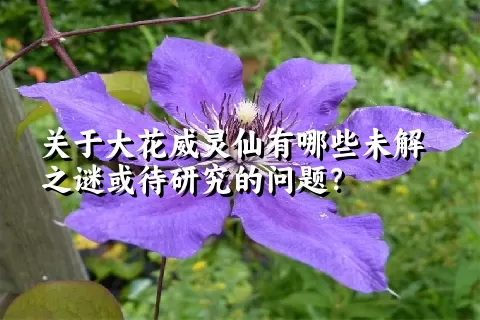 关于大花威灵仙有哪些未解之谜或待研究的问题？