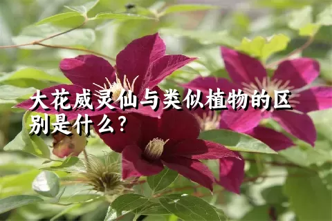 大花威灵仙与类似植物的区别是什么？