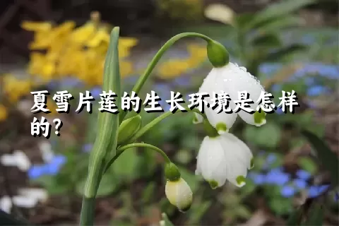 夏雪片莲的生长环境是怎样的？