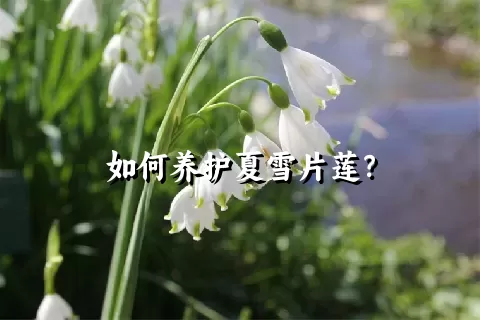 如何养护夏雪片莲？