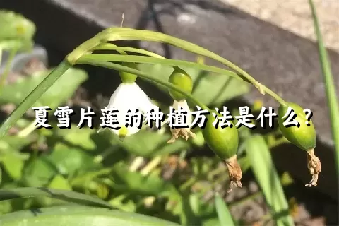 夏雪片莲的种植方法是什么？