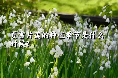 夏雪片莲的种植季节是什么时候？