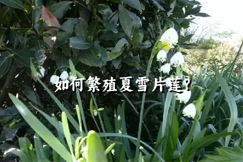 如何繁殖夏雪片莲？