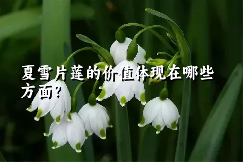 夏雪片莲的价值体现在哪些方面？