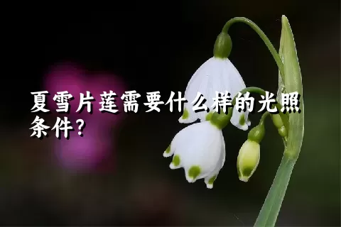 夏雪片莲需要什么样的光照条件？