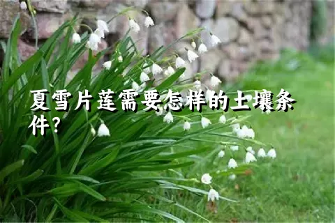 夏雪片莲需要怎样的土壤条件？