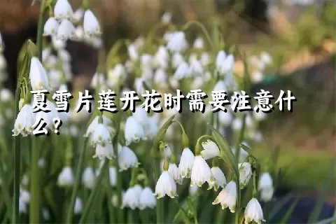 夏雪片莲开花时需要注意什么？