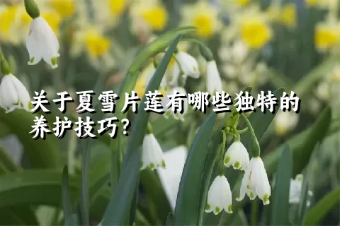 关于夏雪片莲有哪些独特的养护技巧？