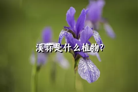 溪荪是什么植物?