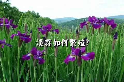 溪荪如何繁殖?