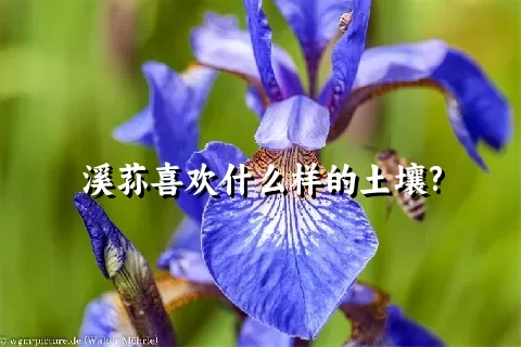 溪荪喜欢什么样的土壤?