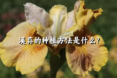 溪荪的种植方法是什么?