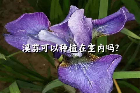 溪荪可以种植在室内吗?