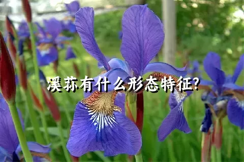 溪荪有什么形态特征?