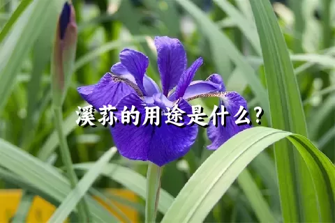 溪荪的用途是什么?