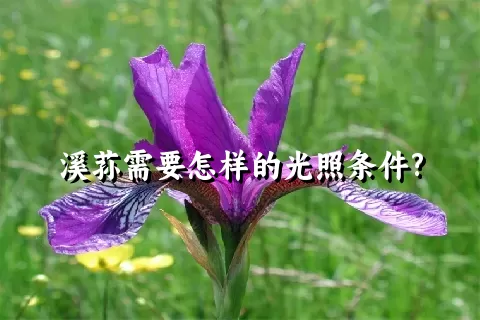 溪荪需要怎样的光照条件?