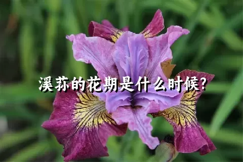 溪荪的花期是什么时候?