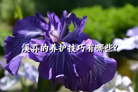 溪荪的养护技巧有哪些?