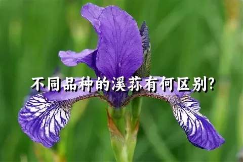 不同品种的溪荪有何区别?