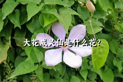 大花威灵仙是什么花？